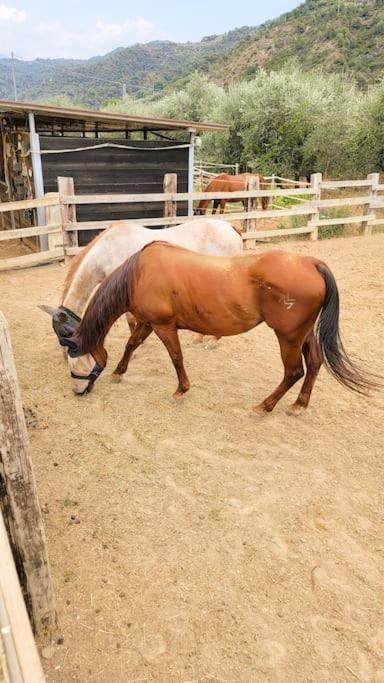 La Stalla, Casa Rustica Nel Ranch Di Cavalli Camporosso  Eksteriør bilde